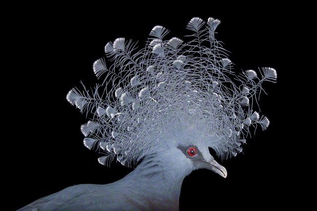 オウギバト　©Joel　Sartore/National　Geographic　Photo　Ark