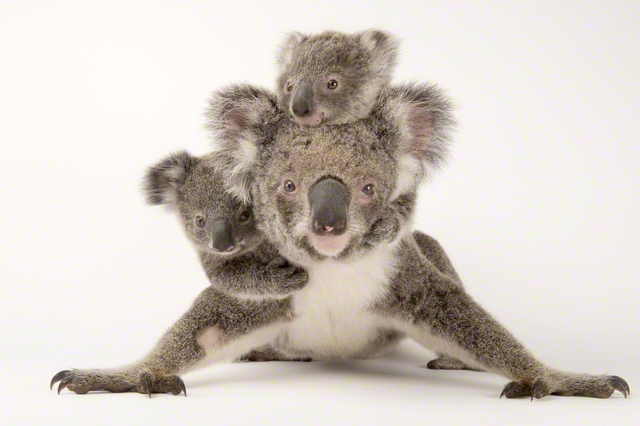 コアラ　©Joel　Sartore/National　Geographic　Photo　Ark