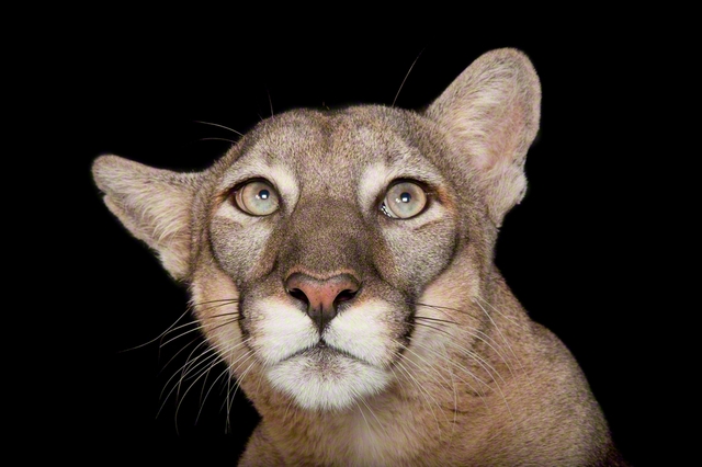 フロリダパンサー　©Joel　Sartore/National　Geographic　Photo　Ark