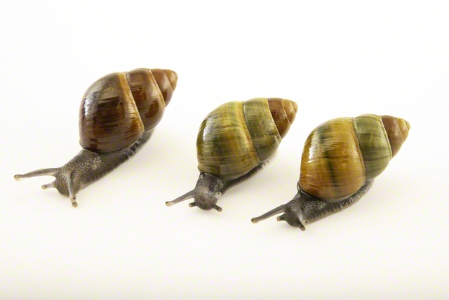 オアフ島のカタツムリ　©Joel　Sartore/National　Geographic　Photo　Ark
