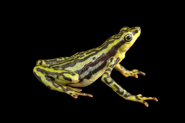 ハーレクインフロッグ　©Joel　Sartore/National　Geographic　Photo　Ark