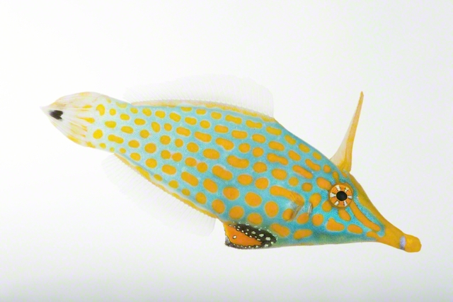 テングカワハギ　©Joel　Sartore/National　Geographic　Photo　Ark