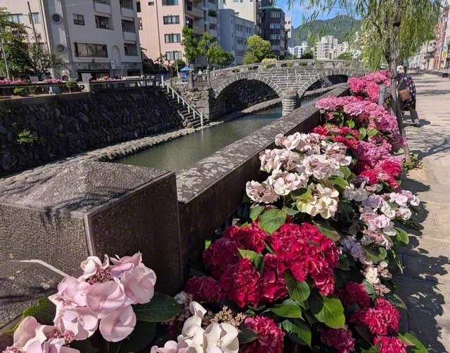 長崎市の「市の花」アジサイ。同市の眼鏡橋周辺には、約1300鉢のアジサイが個性豊かな色合いを見せて並んでいる＝長崎・小柳昭一通信員