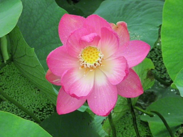 18日撮影