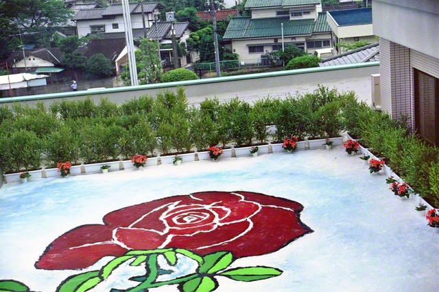青年部が準備し、茨城文化会館の屋上に飾られた全長約15メートルの県花「バラ」の砂絵。池田先生は真心に感謝し、その姿をカメラに収めた（1990年6月）