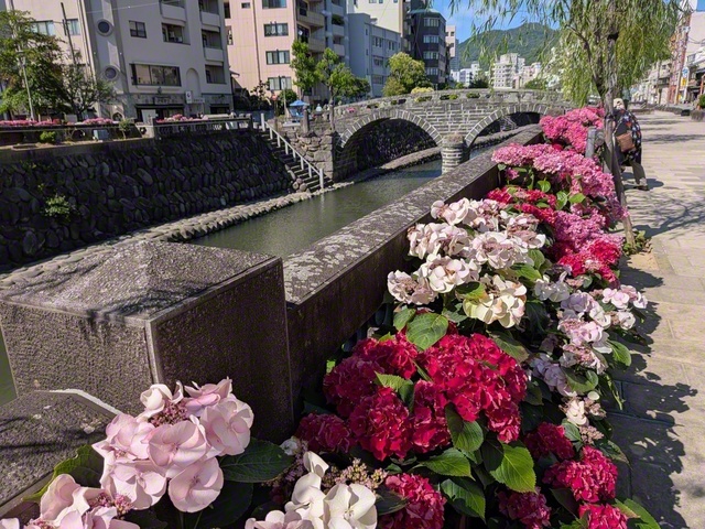 長崎市の「市の花」アジサイ。同市の眼鏡橋周辺には、約1300鉢のアジサイが個性豊かな色合いを見せて並んでいる＝長崎・小柳昭一通信員