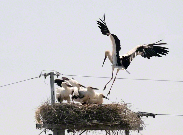 国の特別天然記念物で絶滅危惧種に指定されているコウノトリ。ひなが親鳥を迎える姿が愛らしい（佐賀県白石町）＝佐賀・野方幹子通信員