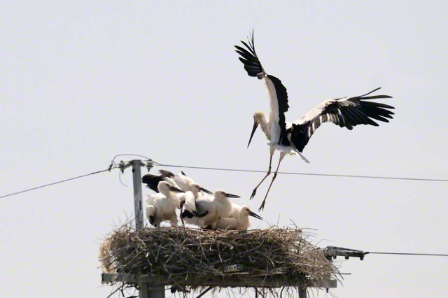 国の特別天然記念物で絶滅危惧種に指定されているコウノトリ。ひなが親鳥を迎える姿が愛らしい（佐賀県白石町）＝佐賀・野方幹子通信員