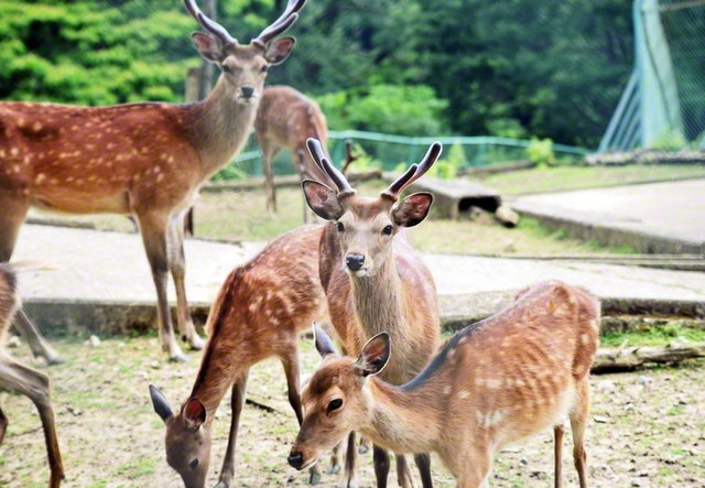 【石川】角があるのがニホンジカの雄。毛色は季節によって変化する（森本インターチェンジから車で約20分）