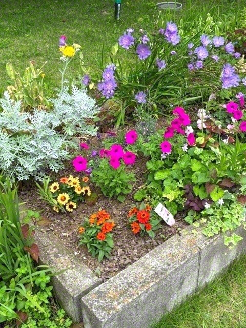 花壇に植えられた色とりどりの草花