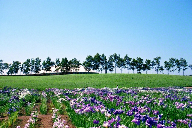 澄み渡る夏の空の下で、風に揺れるハナショウブ（花菖蒲）。自らの生命を輝かせ、咲き誇る花々を池田先生が撮影した（1990年7月、札幌・八紘学園「花菖蒲園」で）