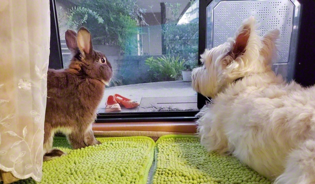 【一緒に外で遊びたいね】ココ、プリム（大分市）