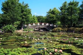 水面にうつる花の姿も美しい