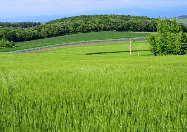 丘一面に広がる麦畑。実りの時期に向け、すくすくと育つ（北海道千歳市）＝北海道・斗澤尊浩通信員