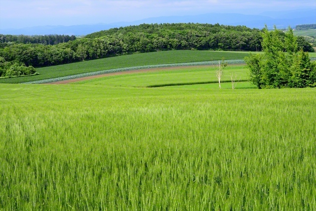 丘一面に広がる麦畑。実りの時期に向け、すくすくと育つ（北海道千歳市）＝北海道・斗澤尊浩通信員