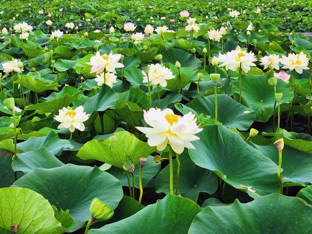 長崎県諫早市の唐比ハス園。園内の約2ヘクタールのハス池には13種類のハスとスイレンなどが咲き誇る＝長崎・諸岡悦夫通信員