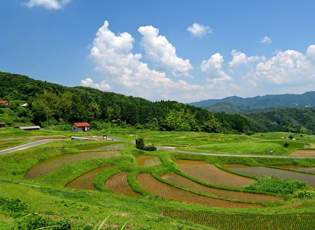 「日本の棚田百選」に認定されている「山王寺の棚田」。夏の日差しを浴びて、苗が成長していく（島根県雲南市）