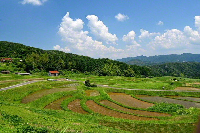 「日本の棚田百選」に認定されている「山王寺の棚田」。夏の日差しを浴びて、苗が成長していく（島根県雲南市）