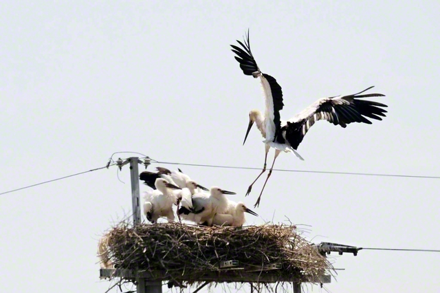 6月20日付〈声〉の欄掲載の写真＝佐賀・白石町　コウノトリのひなと親鳥