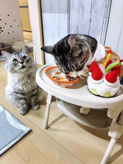 誕生日って、いいにゃ～
菜愛、モコ（東京都八王子市）