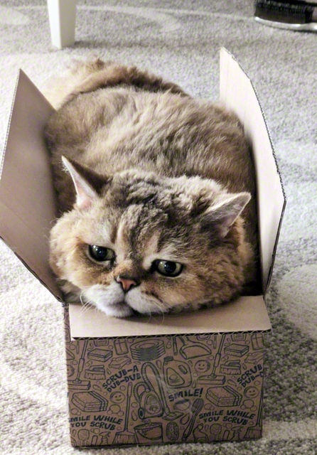 ダイエットしなきゃ…
ぽん太（岡山市中区）