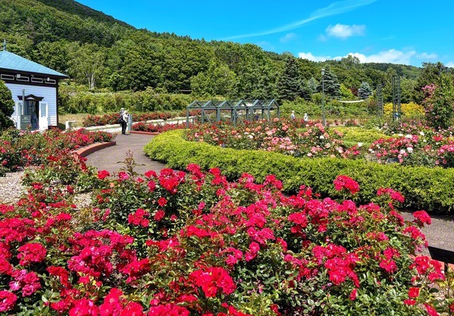 【北海道】色とりどりのバラが鮮やかに咲き薫る（岩見沢インターチェンジから車で約5分）