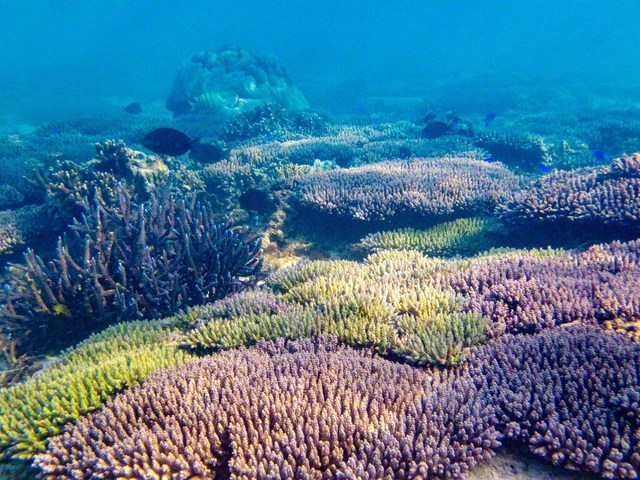 サンゴの植え付け海域における変化の様子（上が2009年、下が2023年）。現在までに8万株以上の植え付けを行った　©有限会社　海の種