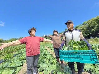 稲垣さん㊥が両親とキャベツの収穫を。「私が帰ってからも、両親はずっと畑で作業している。感謝しかありません」