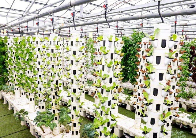 「ふじさわアクポニビレッジ」での栽培の様子。一つのタワーで60株の野菜を育てられる