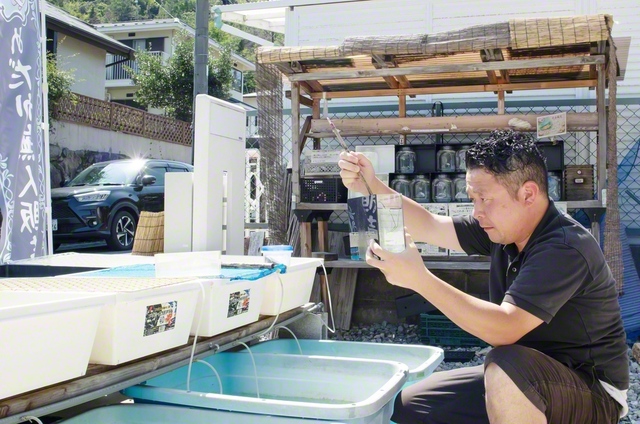 【滋賀】真剣な表情でメダカを選別する坂東さん