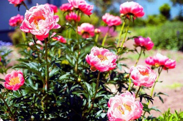 凜と咲くシャクヤクの花