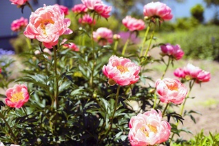 凜と咲くシャクヤクの花