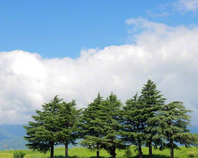 夏の青空と木立（山梨県市川三郷町）