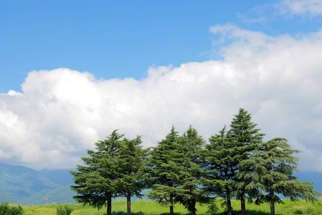 夏の青空とそびえ立つ木々（山梨県市川三郷町）