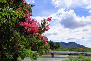 臥竜公園にサルスベリの花が彩りを添えて（長野県須坂市）＝長野・小林充通信員