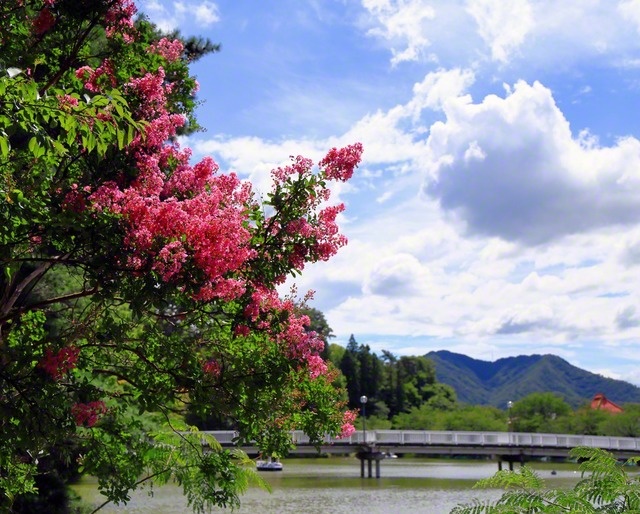 臥竜公園にサルスベリの花が彩りを添えて（長野県須坂市）＝長野・小林充通信員
