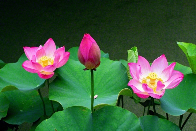 凜と咲くハス。大輪を開いた花の間には、静かに時を待つつぼみが。花開く時も、姿も、それぞれに違う。どの命にも、その命だけの美しさがある（池田先生撮影。2022年7月、東京都内で）