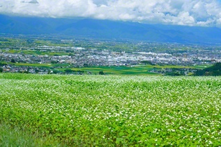 ソバの花が一面に広がる山里。松本盆地を眺めつつ（長野県松本市）＝長野・森田昭治通信員