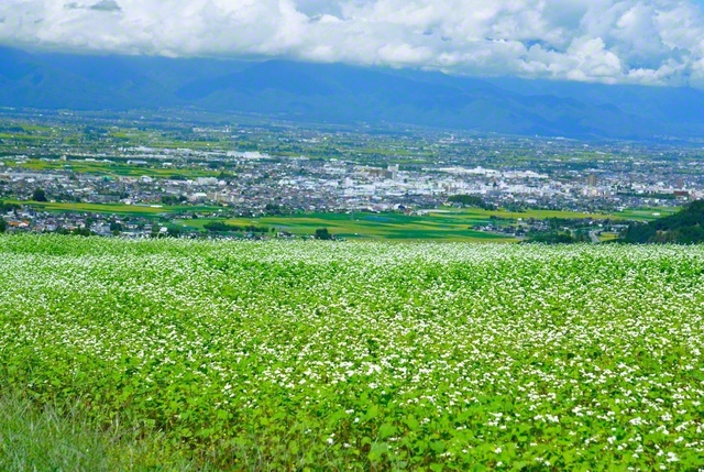 ソバの花が一面に広がる山里。松本盆地を眺めつつ（長野県松本市）＝長野・森田昭治通信員