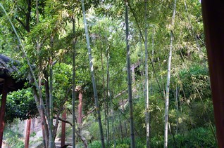 天台大師（智顗）が後年、自らの教学を確立した天台山のある中国・浙江省の竹林風景