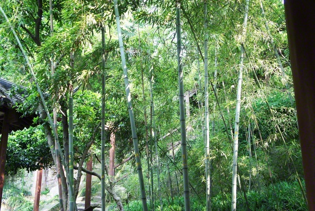 天台大師（智顗）が後年、自らの教学を確立した天台山のある中国・浙江省の竹林風景