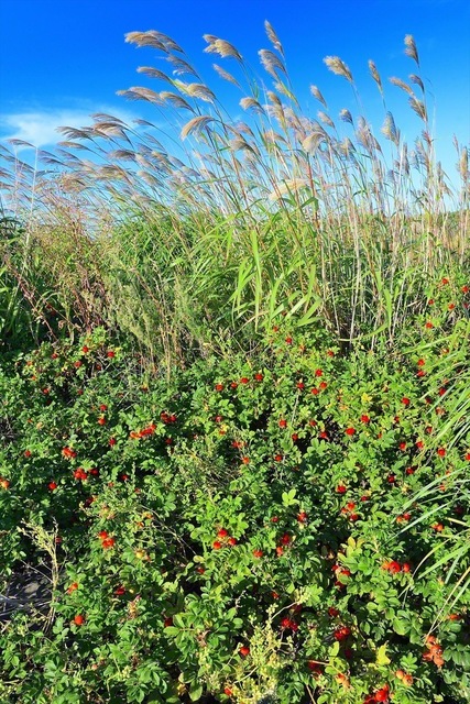 ススキの穂とハマナスの赤い実が、季節の移ろいを告げる（北海道石狩市）＝北海道・斗澤尊浩通信員