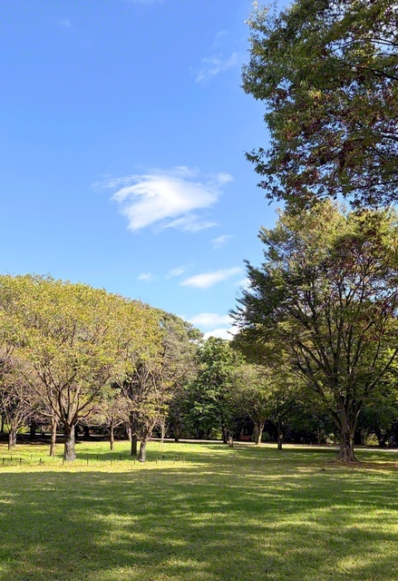 秋風薫る国営昭和記念公園（東京都立川市）。樹木も日ごとに色づきを増す