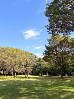 秋風薫る国営昭和記念公園（東京都立川市）。樹木も日ごとに色づきを増す