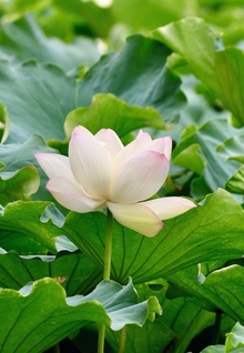 福岡市の舞鶴公園に咲くハスの花＝福岡・雪竹豊子通信員