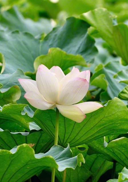 福岡市の舞鶴公園に咲くハスの花＝福岡・雪竹豊子通信員