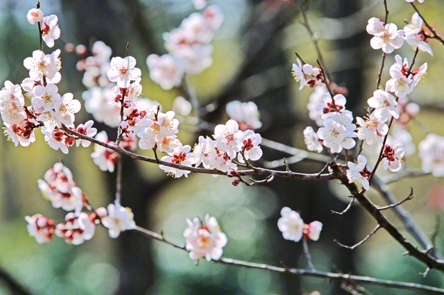 2006年3月、池田先生が東京牧口記念会館で、あんずの花をカメラに収めた。先生はかつて詠んだ。「天晴れて　杏の花の　勝利かな」。冬を越え、命を輝かせる一輪一輪。人もまた、悲しみや苦難の中で根を張り、自分だけの花を咲かせていく