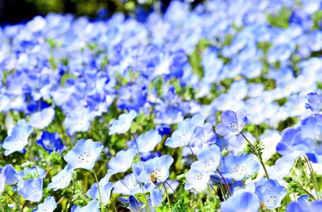 聖教新聞 地方版