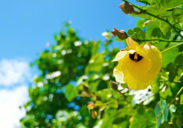 聖教新聞 地方版