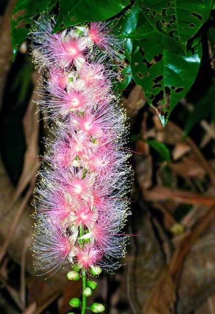 聖教新聞 地方版